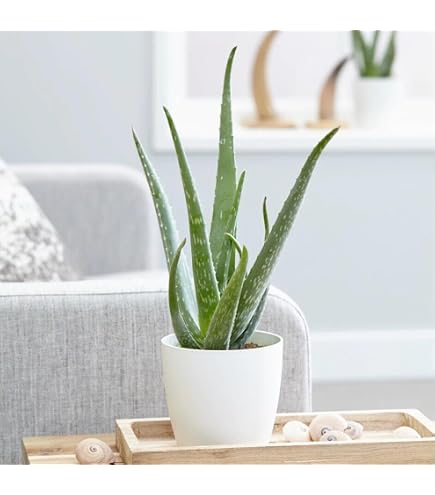 Vendita piante di aloe vera e aloe arborescens biologica | Aloe Dester