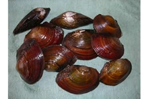 WaterPlants Teichmuschel Set, 5 Stück, Bio Teichfilter, super gegen Algen,6-9cm groß