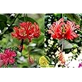 The Gifti ® Rare Hibiscus schizopetalus/Spider Hibiscus/Fringed rosemallow/Japanese Lantern/Coral Hibiscus Live Healthy Flower Plant for home garden