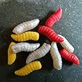 Enterprise Tackle Pop Up Maggots Mixed Colours