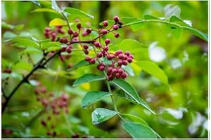 ZAC WAGNER Szechuan- Pfeffer (Zanthoxylum piperitum)"Der Pfeffer für zu Hause"
