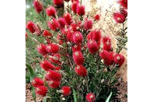 ILPETALOROSA PIANTA DI CALLISTEMON V.18 H.60/70 CM SPAZZOLINO ROSSO