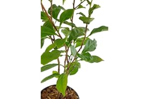 DECOALIVE Árbol del Té La Planta que Aporta un Toque Natural y Aromático a su Exterior