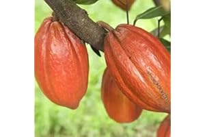 Benoon Semi di cacao, 20 pezzi/borsa semi di piante bellissimi semi di teobroma cacao ad alta germinazione per prato Seeds