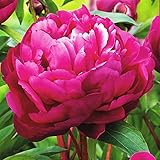 COOTO Pianta di Peonie – Rizoma Peonia Bulbi Karl Rosenfield – la Peonia Piante Vere da Esterno - Peonie Bulbi - Semi Piante 