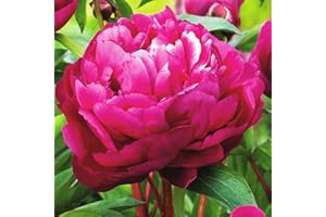 COOTO 1x Rizoma Peonias Plantas de exterior Peonias bulbos Peonias rosas Plantas ornamentales Peonia Karl Rosenfield