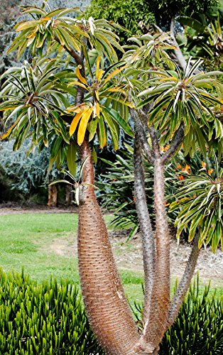 Seedeo Madagaskarpalme (Pachypodium lamerei) 10 Samen