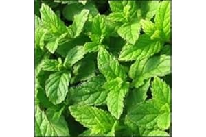 ACQUA TOWER GROWING SYSTEMS Mint Plants, 2 x Full Plants in 9cm Pots, Garden Mint, Herbs, Kitchen Produce, Garden Ready and Ready to Plant, Premium Quality Herbs