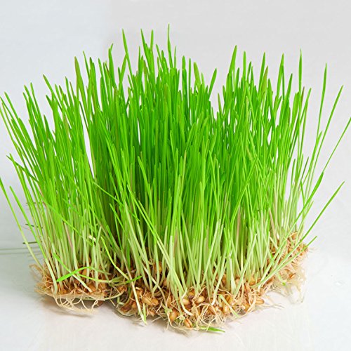 Super Agri Green Wheat Grass 200 Organic Seeds Pack