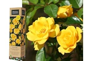 BLUE MAGIC DESIGN 1 Gorgeous Fragrant Yellow Climbing Rose Bare Rooted Plant Bush Shurb Trellises Outdoor Landscape Aroma Flowers Archway Garden Fences Pergola