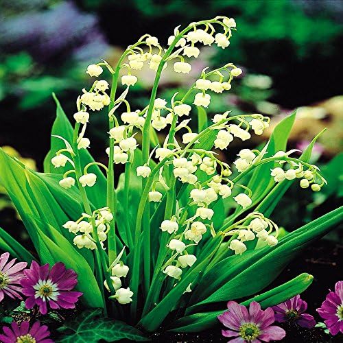 Cottage Garden Bulbs: Lily of the Valley - Convallaria majalis White - 5 plants