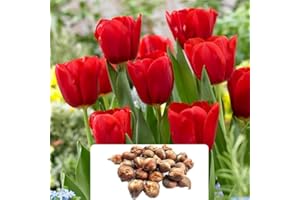 BOTANICAL BLISS 20 Tulip Triumph Red Bulbs - Vibrant Spring Flowers Resembling Peonies - Hardy Perennials for Stunning Spring Gardens – Cultivated for UK Climate Conditions