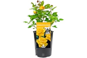 GARDENERSDREAM Congratulations Rose - Celebration Gift for an Engagement, Pregnancy, Graduation, New Job, New Home, Well Done