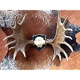 Sehr große und imposante Abwurfstangen vom Elch auf einem geschnitzten Holzschädel veredelt mit Swarovski-Elements