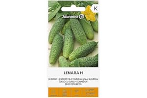 ŽALIA STOTELĖ Zalia stotele | Semillas SOTTACETI LENARA H | Semillas de hortalizas | Semillas pepinillos | Semillas de plantas | Semillas de jardín | 1 paquete