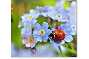 DEQORI Placa de cristal para cubrir vitrocerámica, de una pieza, 60 x 52 cm, diseño de mariquitas ama las flores, placa de vitrocerámica para cocina, cubierta de cocina universal, placa de cristal y