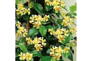 Sternjasmin Gelb - Toskanischer Sternjasmin - Kletterpflanzen winterhart - Immergrüner Duftjasmin - 1,5 Liter Topf - Winterharte Pflanzen - Jasmin - Wachstum bis zu 400 cm Höhe - ClematisOnline