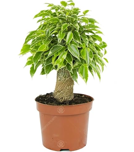 Ficus benjamina Samen - Birkenfeige 20 Samen- Zimmerpflanze oder perfekt  fr Bonsai : Amazon.de: Garten