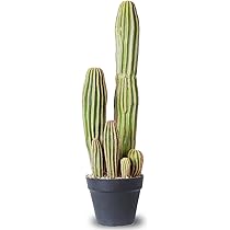Pianta Succulenta Di Cactus Naturale Immagine Stock - Immagine di