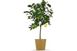 Bloomify® Zitronenbaum “Zeus” | 80 bis 110 cm | Fruchtreife Zitrone perfekt für Terasse und Balkon | veredeltes Zitronenbäumchen | echte Zitruspflanze | Citrus Limon | Lemon Tree