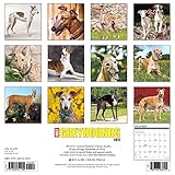 Image de Just Greyhounds 2017 Calendar