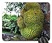 Produktbild Jackfruit Mouse Pad, Mousepad (Forests Mouse Pad)