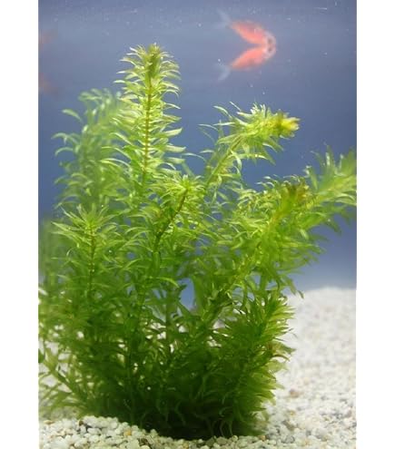 Egeria Densa Wasserpest – 5 Bund Mit 5-8 Kopfstecklingen, Schnellwachsend Für Aquarium & Gartenteich