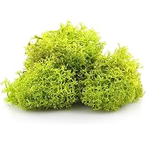 Spray Nutriente Per Piante Aeree Growth Technology Myst 300ml - Foto 4