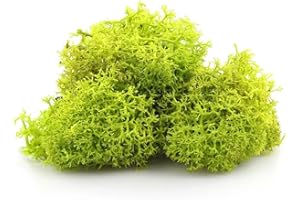 Biotope Aquatics Ltd - LIME APPLE GREEN Reindeer Moss - Perfect for Air Plants, Crafts, Tillandsia, House Decoration