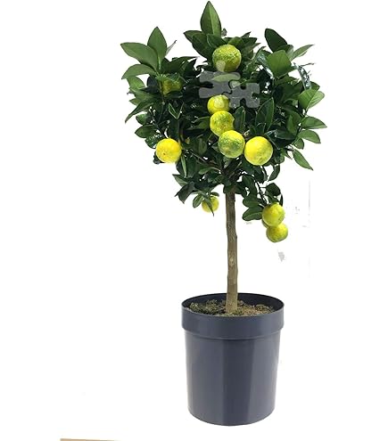 Citrus x latifolia 'Tahiti' – The Natural World