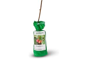 Jamieson Brothers Spring Planting Bare Root Premium Fruit Bush/Shrub - Ideal for Grow Your Own Fruit Tree - Can be Grown in pots of Soil (Raspberry)
