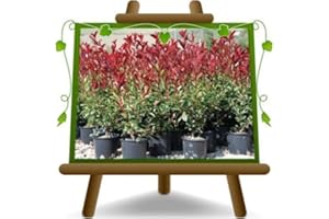 EURO PLANTS VIVAI Photinia Fraseri Red Robin - Planta de setos en maceta diámetro 18 cm - altura 120-140 cm