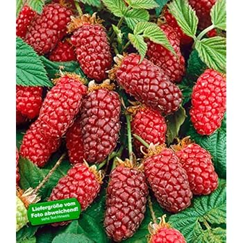 BALDUR-Garten Tayberry Taybeere Beerenpflanzen Kreuzung