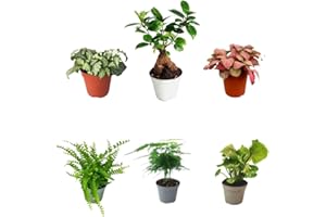 I Giardini di Giulia | Kit 6 plants verts pour Terrarium Fai-da-Te | Fittonia Rouge et Blanc, Fougère, Lierre, Mini Calathea | Plantes Vives d'intérieur (Avec Bonsai Mini)