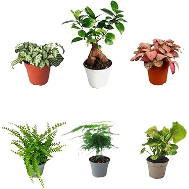 Mélange De 5 Plants D'arbustes à Fleurs | Jardin Rustique En Extérieur, Coloré Toute L'année