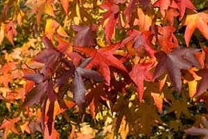 RP Seeds Liquidambar Styraciflua (Sweet Gum) - 20 Seeds