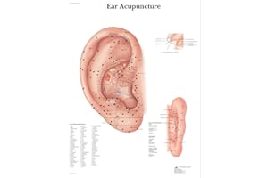 3B Scientific VR1821UU Human Anatomy Ear Acupunture Chart, Paper Version, 50 x 67cm