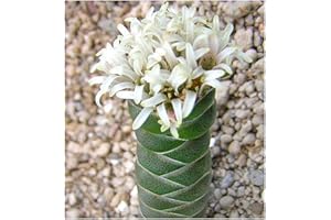 EXOTIC PLANTS Crassula columnaris - Buddhas Tempel - 10 Samen