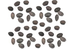 kiskick 1 bolsa de tazón de semillas de loto, mini semillas de flores naturales de colores raros para jardín, regalos de jardinería para hombres y mujeres Tazón de semillas de loto