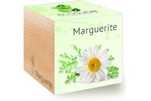 Feel Green Ecocube Marguerite, Idée Cadeau (100% Ecologique), Grow-Your-Own/Kit Prêt-à-Pousser, Plantes Dans Des Cubes En Bois 7.5cm, Produit En Autriche