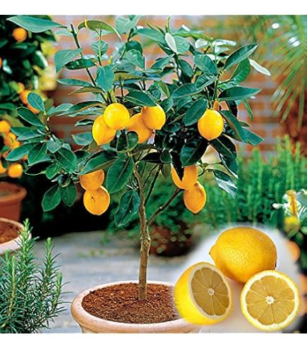 Yukio Samenhaus - Mandarinenbaum (Citrus reticulata) Obstsamen Bonsai Samen  winterharte Sorte Fruchtpflanzen Samen Orangenbaum (10 Samen) : Amazon.de:  Garten