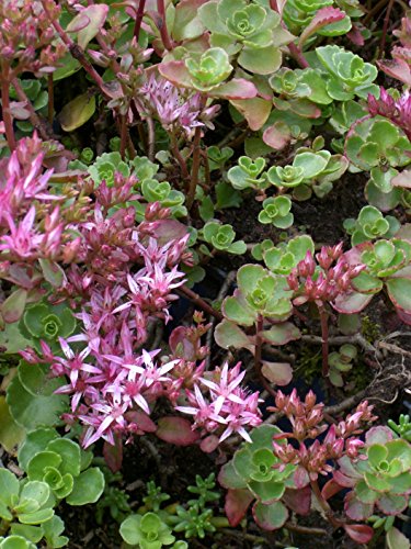 Sedum spurium Purpurteppich, 100 Pflanzen - 3