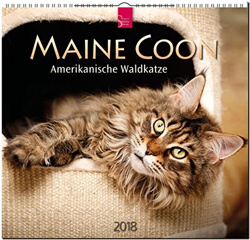 MAINE COON - Amerikanische Waldkatze: Original Stürtz-Kalender 2018 - Mittelformat-Kalender 33 x 31 cm