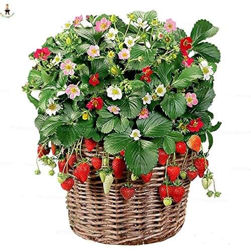 Amazon.co.uk giant strawberry plants