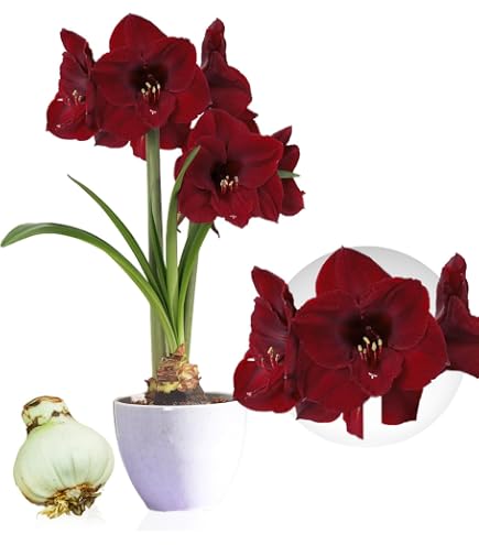 Bulbe Amaryllis Celica Taille 26/30 - Hippeastrum Véritable - Fleurs Grandes Et Colorées - Pour Intérieur - Livraison Des Pays-Bas