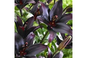 SCHONE 2 x Lily Landini Asiatic – 10 Flowers per Bulb – Deep Purple Star-Like Flowers – Loved by Gardeners and Pollinators - Fills Early Summer Garden