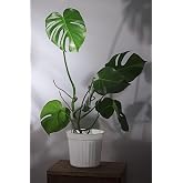 Monstera Deliciosa Deve Tabanı Canlı Salon Bitkisi 80 100 Cm, BTS05032025BYB35
