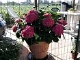 Nutri One One - Abono concentrado para plantas y flores, 1 litro ...