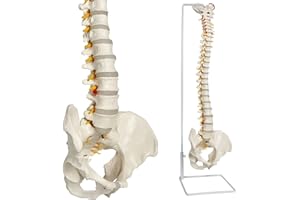 EVOTECH SCIENTIFIC Modelo de columna vertebral flexible de tamaño natural, modelo anatómico masculino de 33 pulgadas (85 cm) con médula espinal flexible, vértebras, nervios, arterias, lumbares, pelvis y soporte