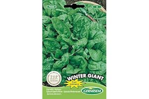 Germisem Spinat WINTER GIANT, mehrfarbig, EC7020